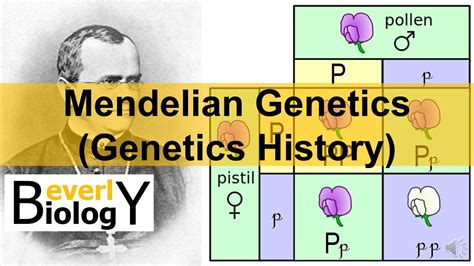 While the squares aren't usually expressed explicitly, i still go. Mendelian Genetics (Genetics History) - YouTube