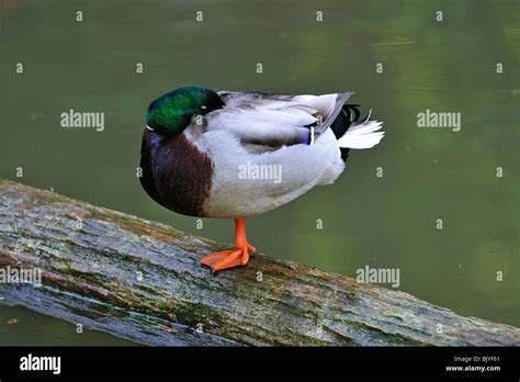 Mallard Wild Duck Anas Platyrhynchos Sleeping On Log In Pond With