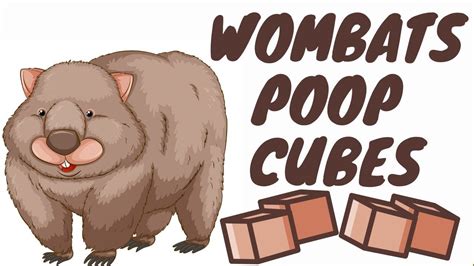 Wombats Poop Cubes Youtube