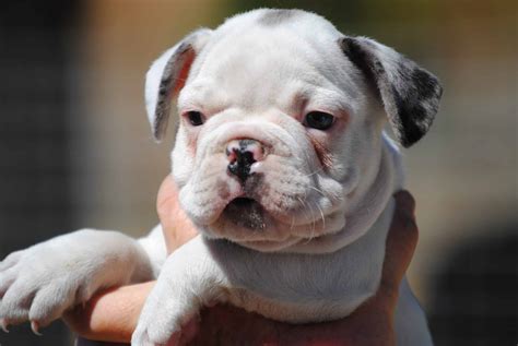 AKC French Bulldog Puppies in a Rainbow of colors | Petclassifieds.com