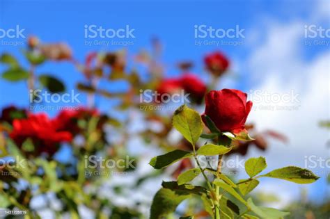 Red Rose Garden Flowers With Blue Sky Background Stock Photo Download