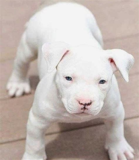 🐾Ꮲɪɴᴛᴇʀᴇsᴛsɴᴇᴀᴋᴇʀ ʙᴀᴇ Ꭺᴍᴇʀίc⃟ᴀɴ Ᏼᴜʟʟʏ Ꮮᴏᴠᴇ White Pitbull Puppies
