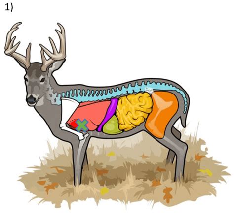 Anatomy Of A Whitetail Habitat Podcast