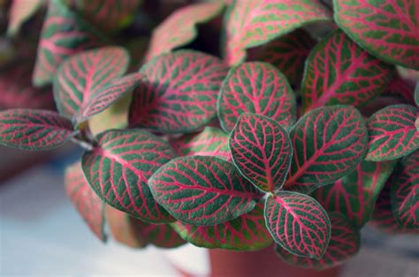 How To Care For A Fittonia Plant — Plants And House
