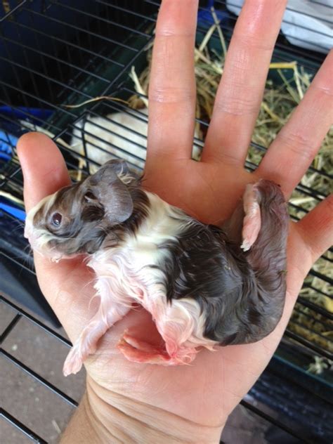 All Things Guinea Pig Conjoined Twin