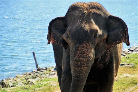 SHOCKING: Elephants brutally beaten with bullhooks at Thailand's