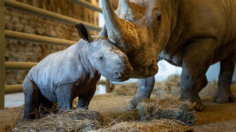 Baby White Rhino Born At The Wilds