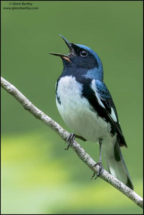 Black Throated Blue Warbler Focusing On Wildlife