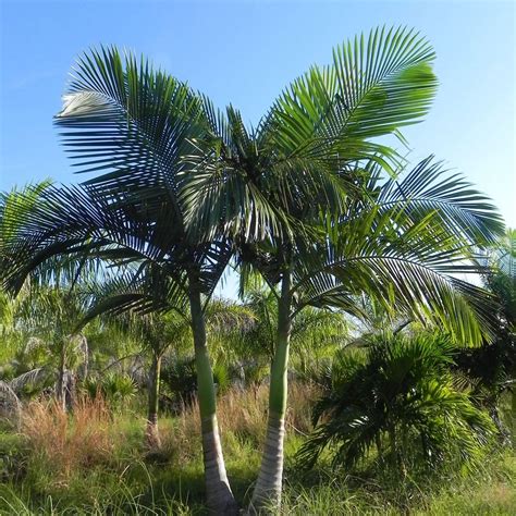 Palms Grow Your Own Tropical Paradise Charming Garden Palm
