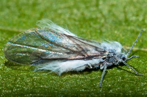 Bugs Of Mackie Woolly Aphid Eriosomatinae