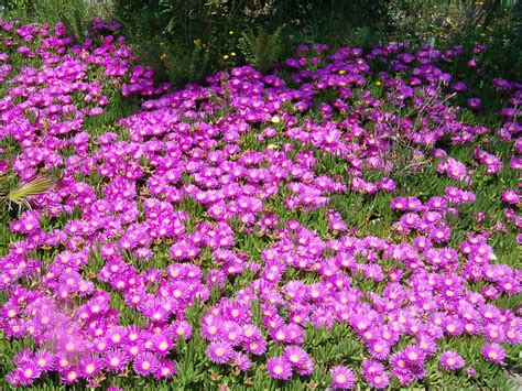 Ground Cover Plants With Purple Flowers