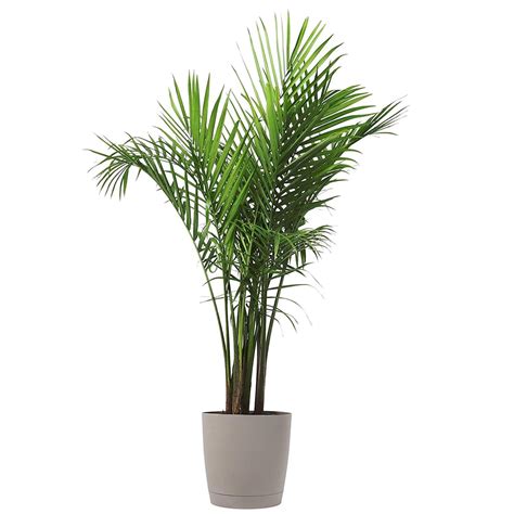 Kentia Palm Best Large Indoor Plants Popsugar Home Photo 31