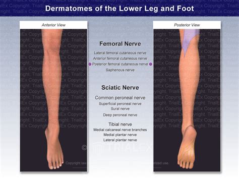 Dermatomes Of The Lower Leg And Foot Posterior Femoral Cutaneou