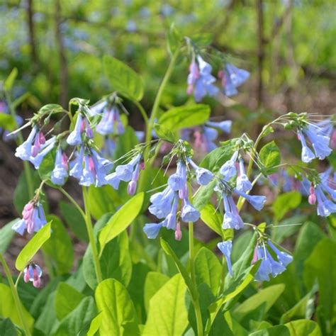Wildflower Walk Virginia Bluebells And Other Spring Treasures