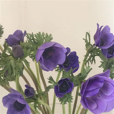 See more ideas about lavender aesthetic, purple aesthetic, aesthetic. Pin by venusflower on Aesthetic: Visuals | Lavender ...