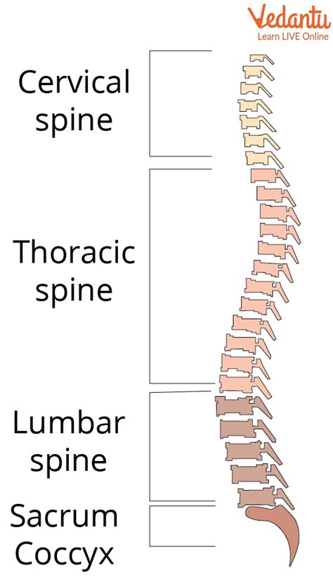 Spinal Cord Structure Functions And Facts