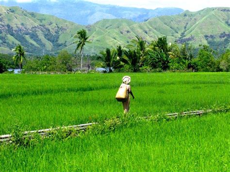 Kalau di rappang mungkin malah tidak ada, ya. NGO: Benih Modifikasi Genetik Tidak Akan Sejahterakan ...