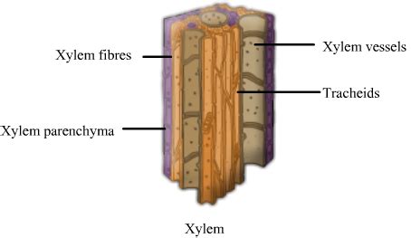 Xylem Structure Bioninja