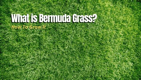What Is Bermuda Grass And How To Grow It The Backyard Pros