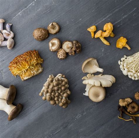 12 Different Types Of Mushrooms Most Common Kinds Of
