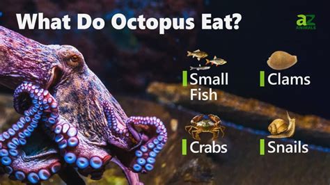 What Do Octopus Eat A Z Animals