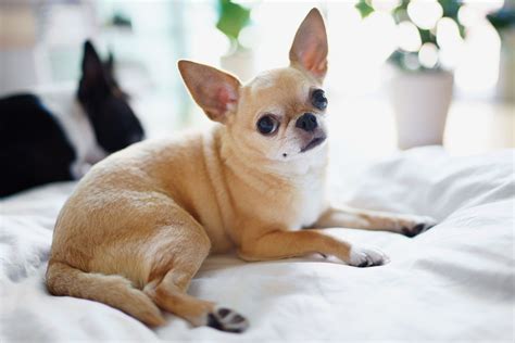 Chihuahua Dog Breed Characteristics And Care