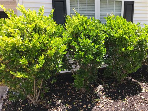 These Bushes Were Planted Before We Moved In What Are They They Are
