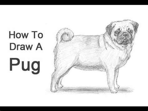 You will receive a comprehensive 12 page tutorial in the form of a pdf, the reference photo and the outline the tutorial will talk you through step by step how to achieve this realistic dog drawing, with hints and tips along the way. How to Draw a Dog (Pug) - YouTube