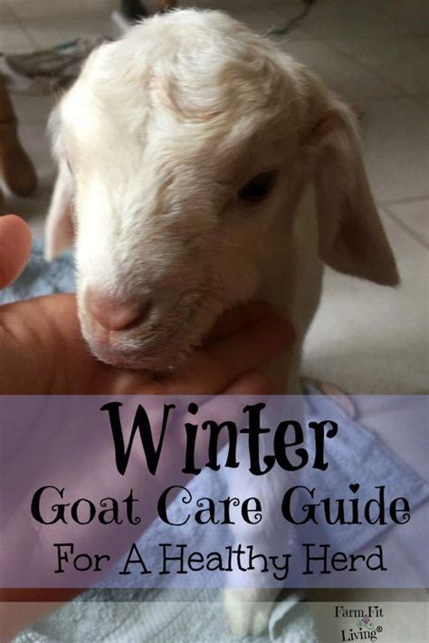 Winter Goat Care Guide Caring For Goats Through The Winter Raising