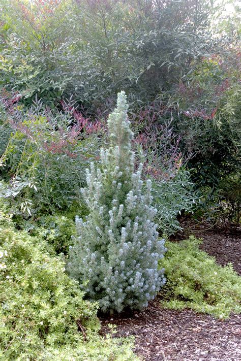 Alberta Blue Dwarf Alberta Spruce Monrovia Alberta