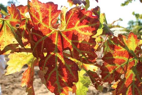 Wsu Scientists Clone Devastating Grape Disease For First Time Growing