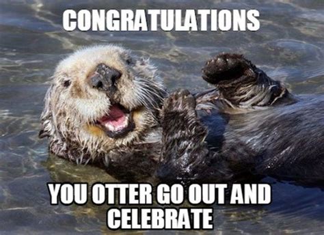 71 Funny Congratulations Memes To Celebrate Success Otters Animal