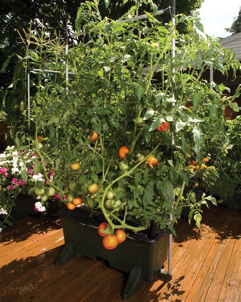 Earthbox Makes Gardening Accessible By Mark Hartley