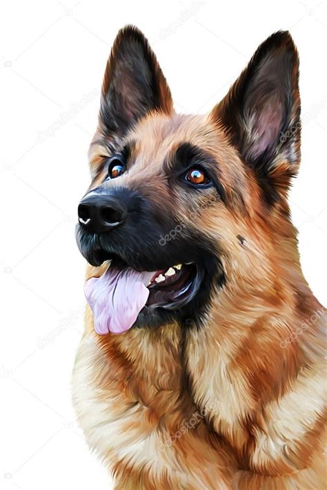 Rysunek Psa Owczarka Niemieckiego German Sheperd Dogs German