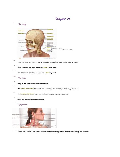 Health Assessment Chapter 14 Head Face Neck And Regional Lymphatics