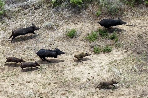 Viral Video Shows Texas Men Shooting Feral Hogs From Helicopter