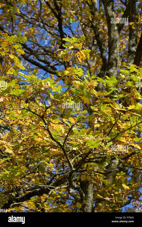 Quercus Robur English Oak Tree In Autumn Stock Photo Alamy