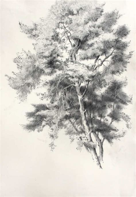 Pine tree drawing step by step. Drawings - Marek Yanai | Tree drawings pencil, Pine tree ...