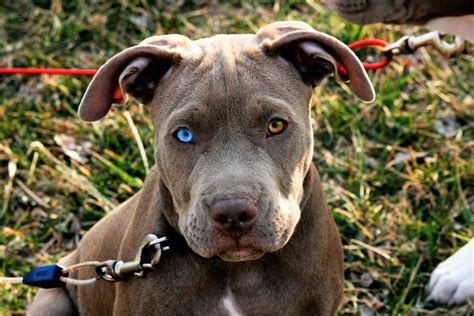 Top 9 Pitbull Puppies With Blue Eyes 2022