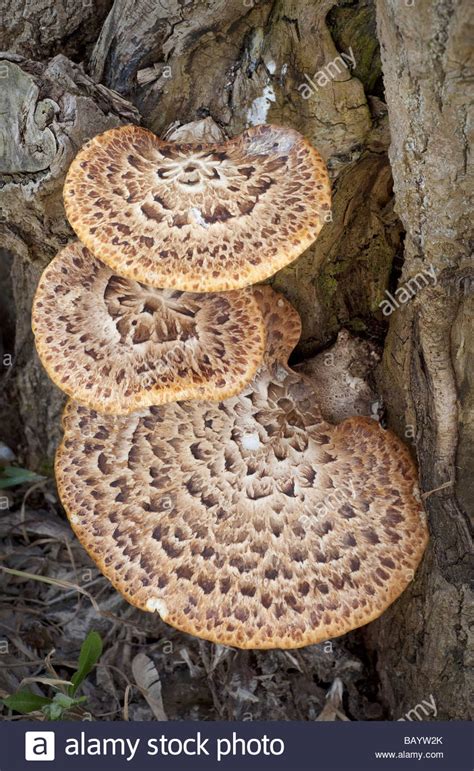 Wild Mushrooms Ontario All Mushroom Info