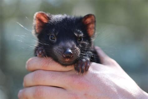 Seven Wild Tasmanian Devils Born On Australias Mainland For First Time