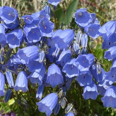 Campanula Cochleariifolia Blue Baby Klokjesbloem Kopen Maréchal
