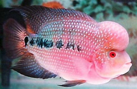 美洲魔鬼鱼和紫红火口杂交培育成，因体色鲜红，又称为血鹦鹉
