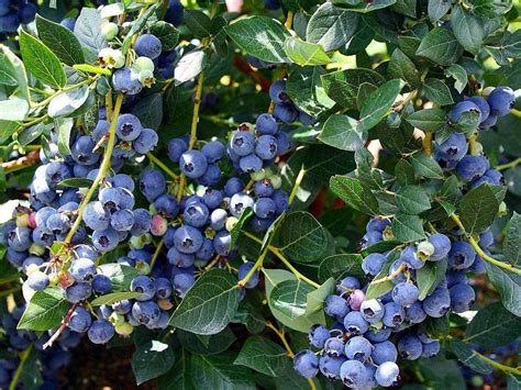 Duke Blueberry Growing Guide How To Start Your Blueberry Garden