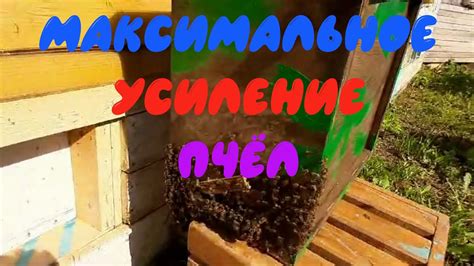 Очень простой и эффективный способ объединения пчелосемей, отводков и ...