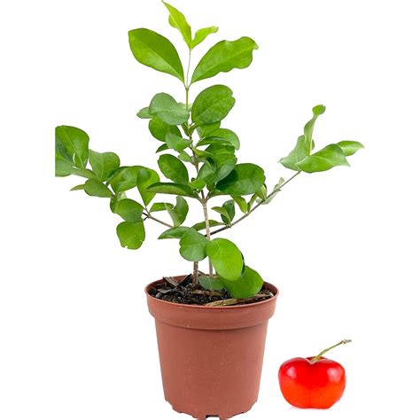 6 Mo Finance Barbados Cherry Tree Live Plant In A 4 Inch Grower S
