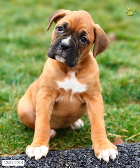 Central nj (cnj) charleston, wv. Boxer Puppies For Sale Craigslist Pa - petfinder