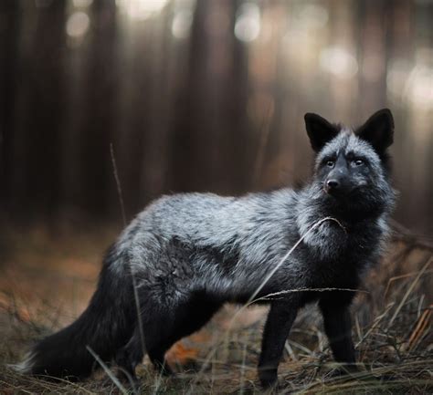Beautiful Wildlife Silver Fox By © Iza Lyson Animals