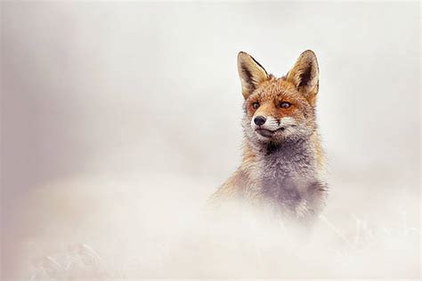 Roeselien Raimond Artwork For Sale Gouda Netherlands Page 2 Of 16