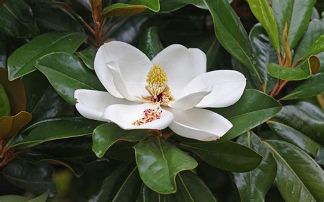 Magnolia | Magnolia flower, Magnolia grandiflora, Southern magnolia tree